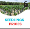 seedling_prices_lock